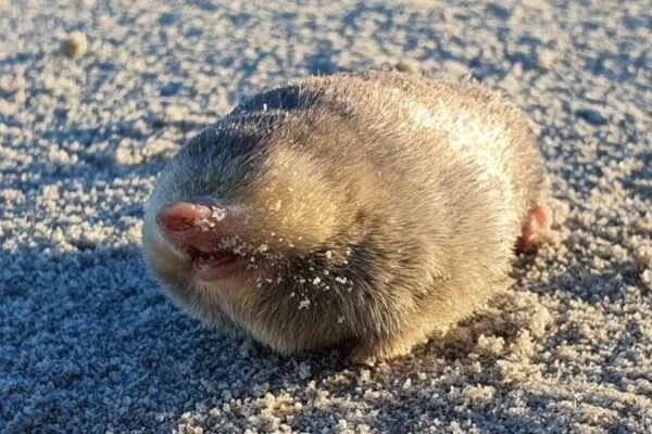 ‘Extinct’ golden mole is spotted for the first time in over 80 years